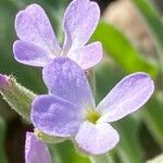 Matthiola parviflora