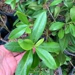 Ilex cassine Hoja
