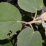 Helicteres baruensis Çiçek