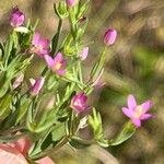 Centaurium tenuiflorum Blüte