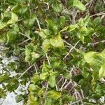 Quercus myrtifolia Fuelha