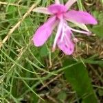 Epilobium dodonaei花