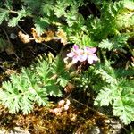 Geranium columbinum Blatt