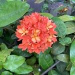 Ixora chinensisBlüte