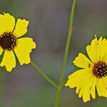 Coreopsis leavenworthii Flor