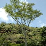 Schizolobium parahyba Hábito