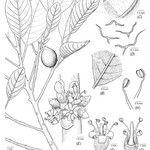 Pycnandra paucinervia Drugo