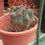 Ferocactus emoryi Leaf