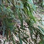Phyllostachys viridis 葉