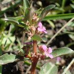 Ammannia senegalensis Lorea