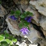 Paederota bonarota Fula