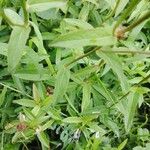 Inula salicina Likasa