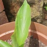 Curcuma longa Feuille