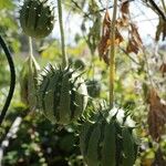 Cucumis zambianus Plod