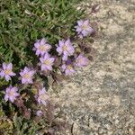 Spergularia rupicola Flower