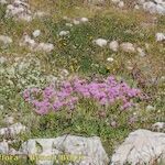 Armeria castellana Hábito