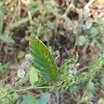 Phyllodium pulchellum Leaf