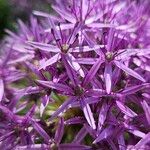 Allium giganteum 花