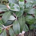 Pachystegia insignis Leaf