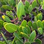 Arctostaphylos patula Leaf