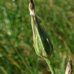 Podospermum laciniatum Outro