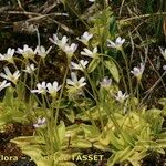 Pinguicula crystallina Habit