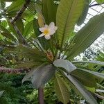 Plumeria albaFleur