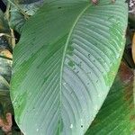 Goeppertia burle-marxii 葉