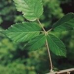 Rubus macrothyrsus 葉