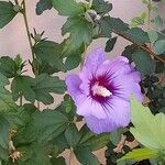 Hibiscus syriacus Habit