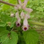 Martynia annua Flower