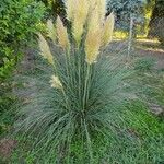 Cortaderia selloana Blatt