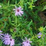 Symphyotrichum oblongifolium पत्ता