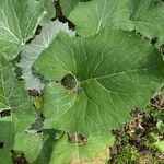 Petasites paradoxus Φύλλο