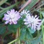 Trifolium resupinatum Blomma