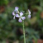 Raphanus sativus 花