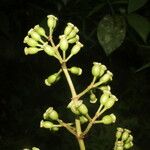 Adelobotrys adscendens Fruit