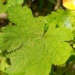 Modiolastrum malvifolium Frunză