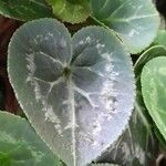 Cyclamen persicum Leaf