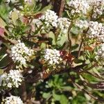Iberis semperflorens Çiçek