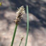 Eleocharis multicaulis फूल