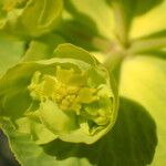 Euphorbia serrata Λουλούδι