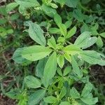 Trigonella foenum-graecum पत्ता