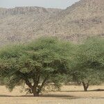 Vachellia nilotica Folha