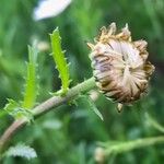 Leucanthemum ircutianum Fruit