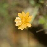 Ranunculus californicus Õis