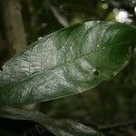 Sagotia racemosa Leaf