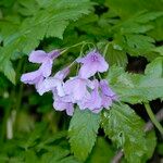 Cardamine pentaphyllos Квітка