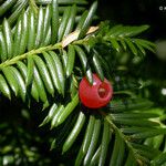 Taxus brevifolia Плод