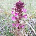 Pedicularis palustrisBlüte